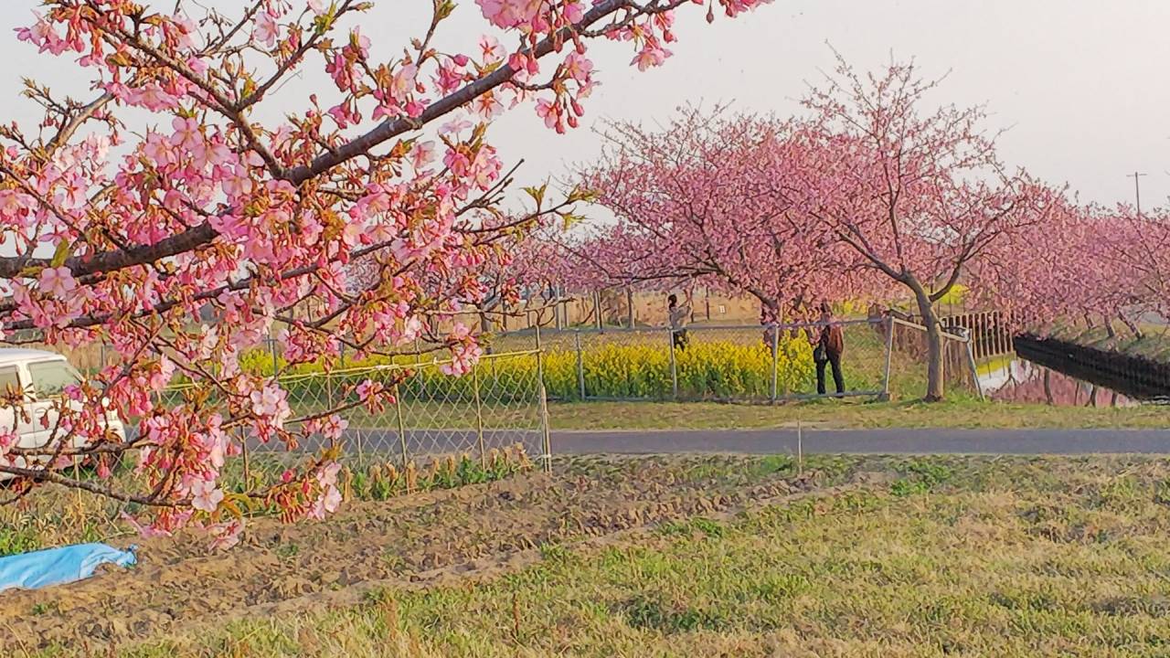 笠松の河津桜が咲き始めました